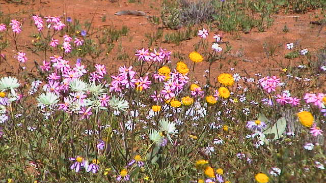 Wildblumen-Paradies Westaustralien